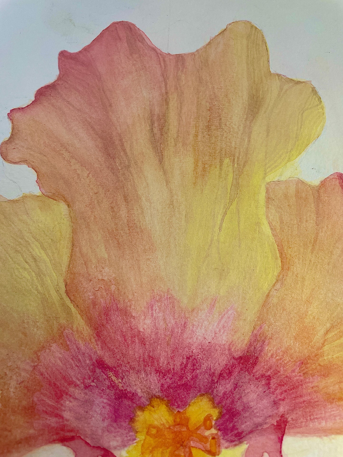 Hibiscus Dream