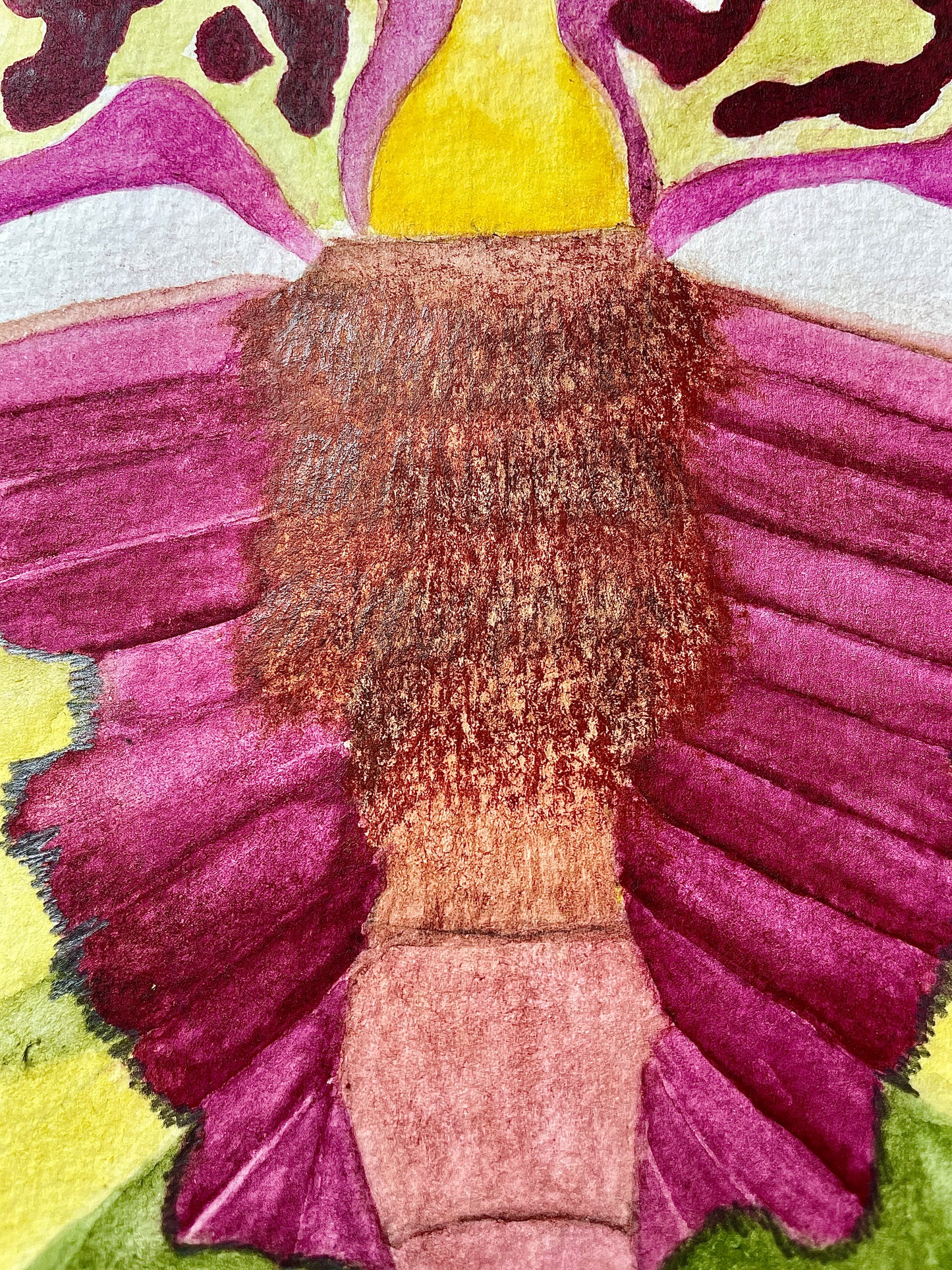 Orchid Hybrid
